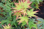 Japanischer Fächerahorn 'Little Princess' - Acer palmatum 'Little Princess'