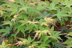 Japanischer Fächerahorn 'Little Princess' - Acer palmatum 'Little Princess'
