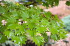 Japanischer Goldahorn 'Aureum' - Acer shirasawanum 'Aureum'