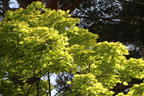 Japanischer Goldahorn 'Aureum' - Acer shirasawanum 'Aureum'