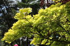 Japanischer Goldahorn 'Aureum' - Acer shirasawanum 'Aureum'
