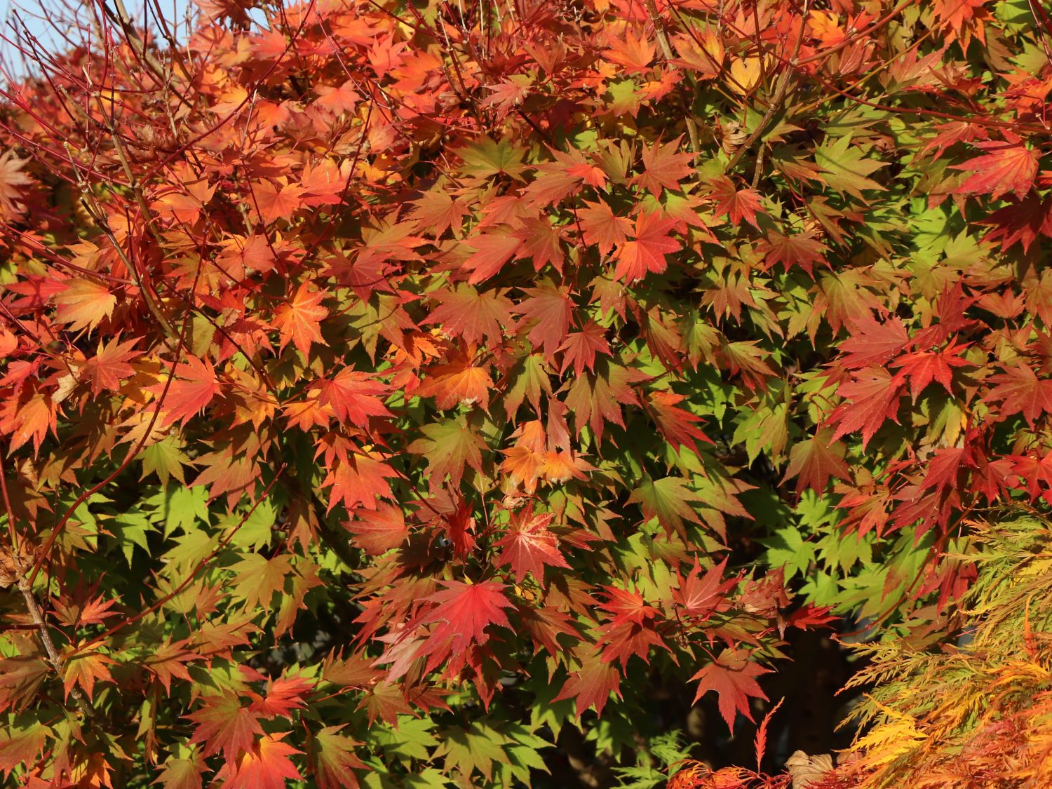 Japanischer Goldahorn 'Jordan' - Acer shirasawanum 'Jordan'