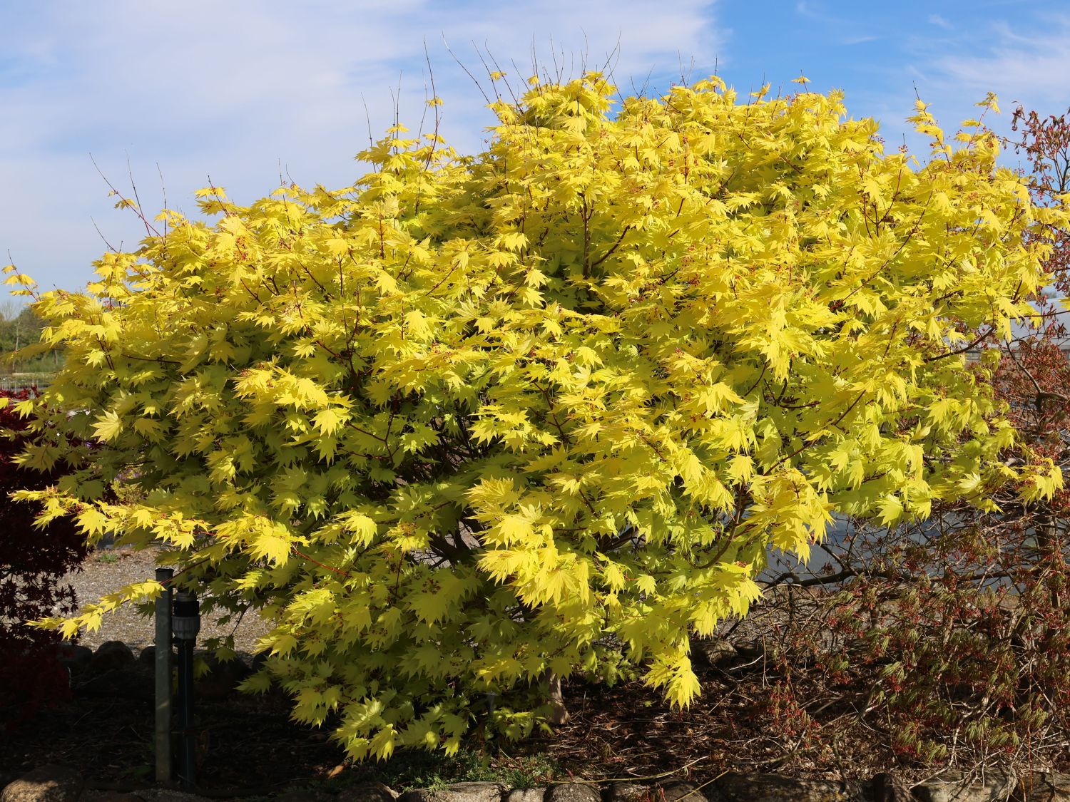Japanischer Goldahorn 'Jordan' - Acer shirasawanum 'Jordan'