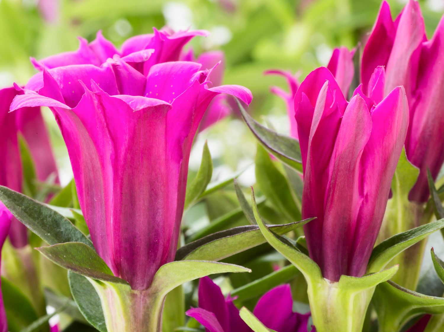 Japanischer Herbstenzian Ashiro ® 'Lipstick' - Gentiana scabra Ashiro ® 'Lipstick'