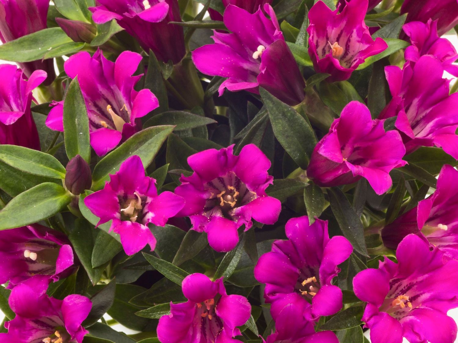 Japanischer Herbstenzian Ashiro ® 'Lipstick' - Gentiana scabra Ashiro ® 'Lipstick'