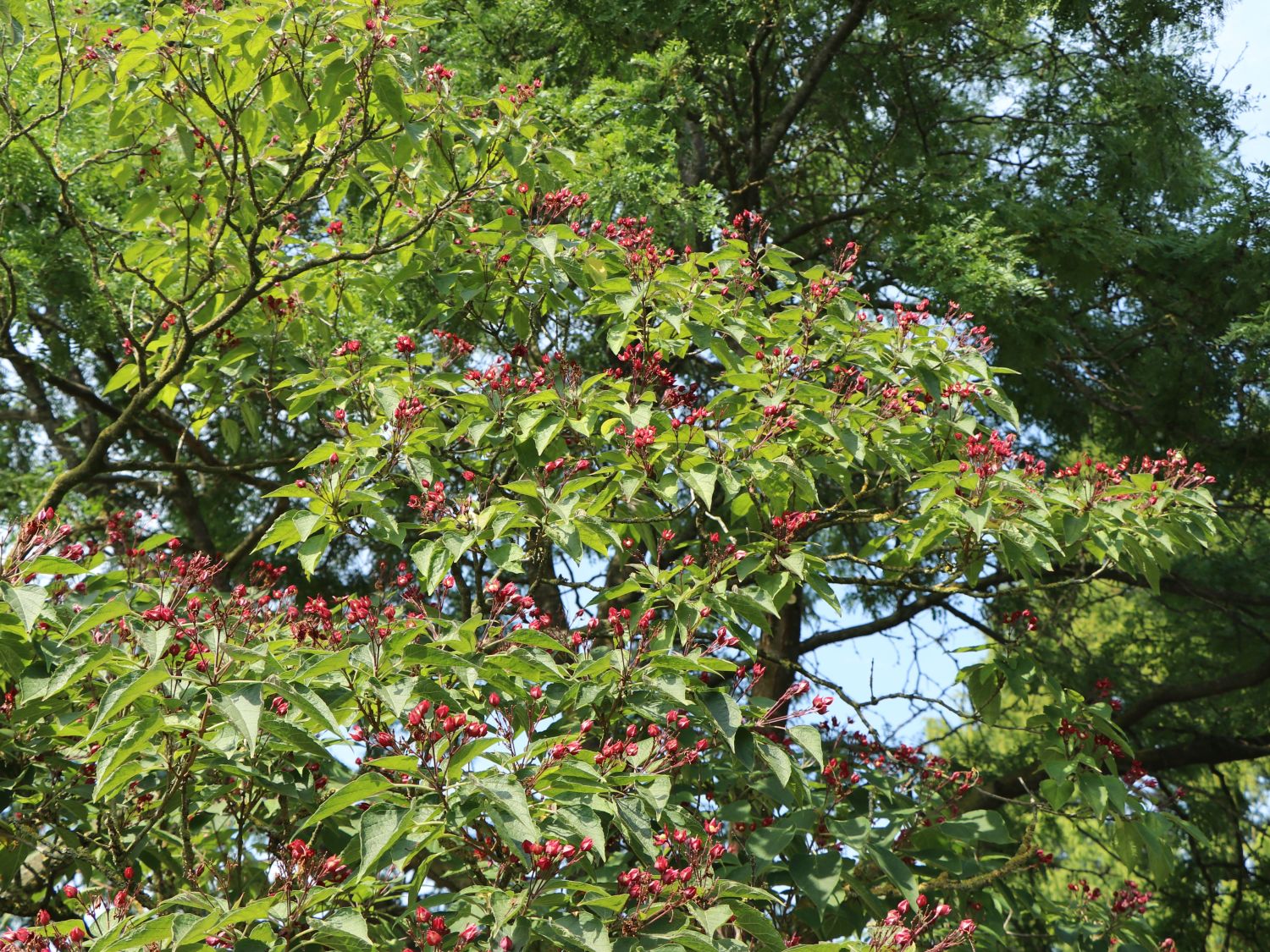 Losbäume (Clerodendrum)