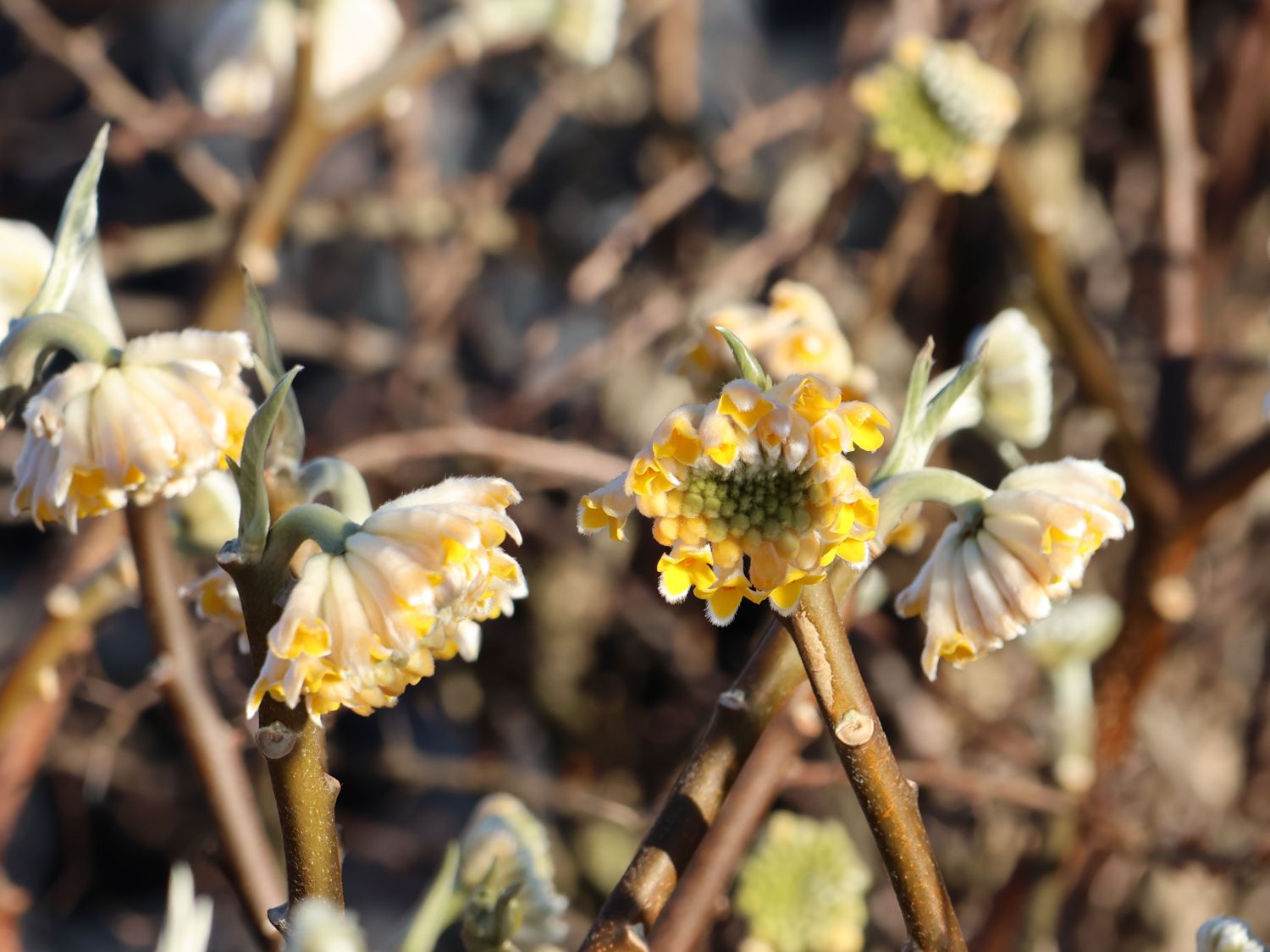 Japanischer Papierbusch 'Grandiflora' - Edgeworthia chrysantha 'Grandiflora'