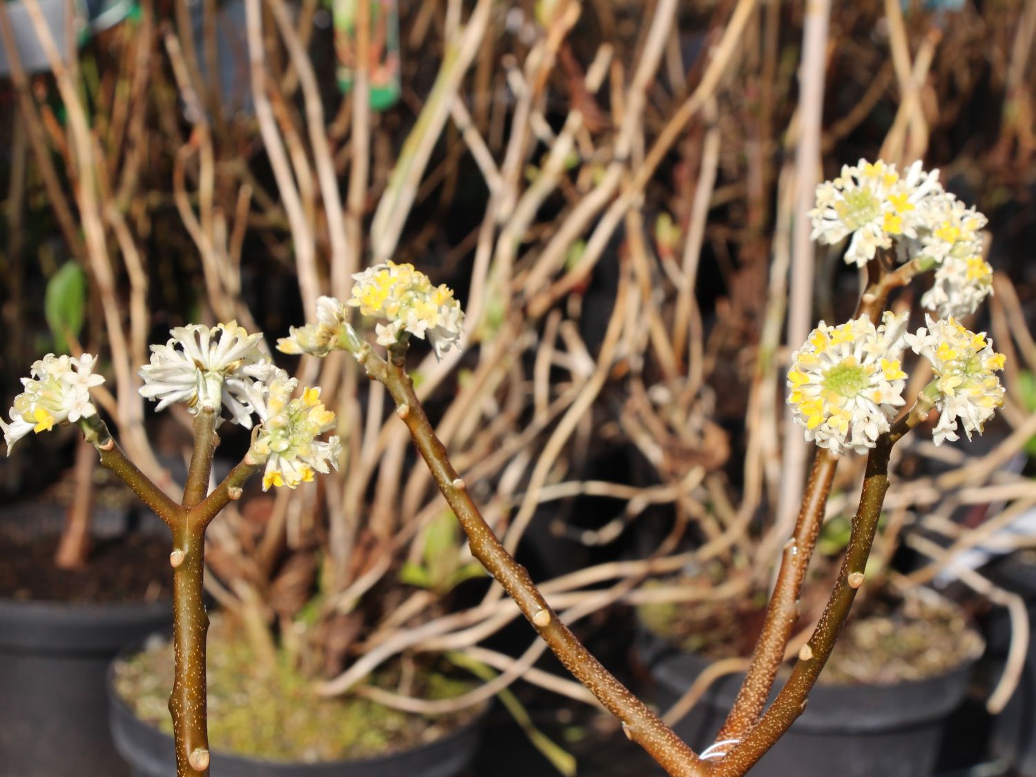 Edgeworthia (Edgeworthia)