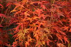 Japanischer Säulen-Ahorn 'Tsukasa Silhouette' - Acer palmatum 'Tsukasa Silhouette'