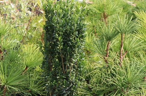 Japanischer Säulenilex / Säulen-Berg-Ilex 'Fastigiata' - Ilex crenata 'Fastigiata'