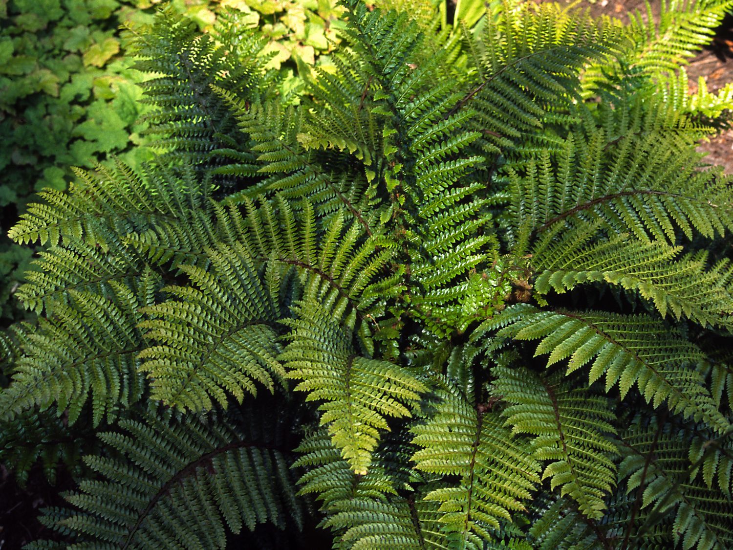 Tüpfelfarnartige (Polypodiales)
