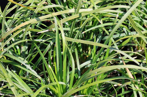 Japanischer Schlangenbart - Ophiopogon japonicus