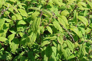 Japanischer Schneeball 'Kilimandjaro'