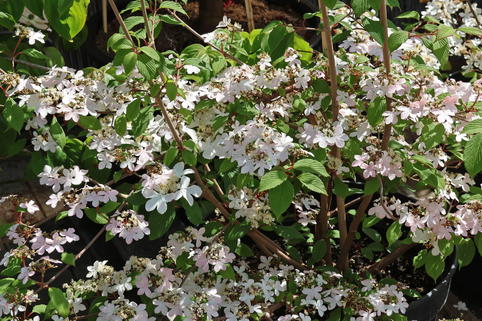 Japanischer Schneeball 'Kilimandjaro Sunrise' - Viburnum plicatum 'Kilimandjaro Sunrise'