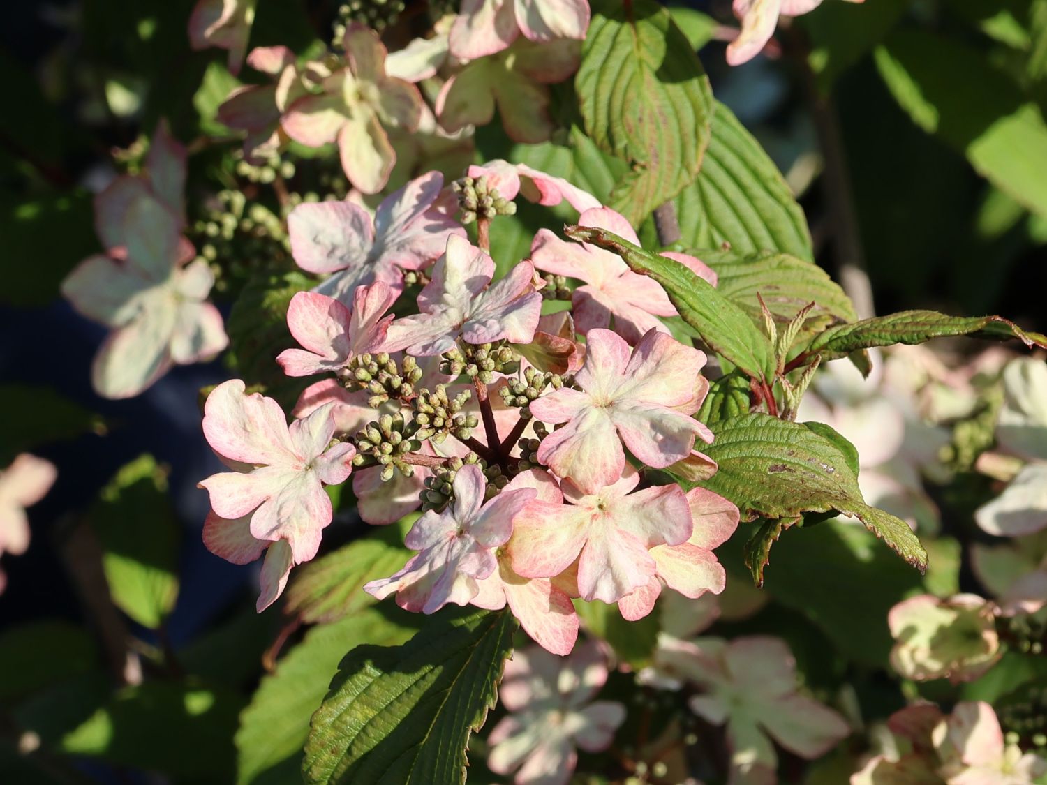 Japanischer Schneeball 'Kilimandjaro Sunrise' - Viburnum plicatum 'Kilimandjaro Sunrise'