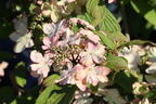 Japanischer Schneeball 'Kilimandjaro Sunrise' - Viburnum plicatum 'Kilimandjaro Sunrise'