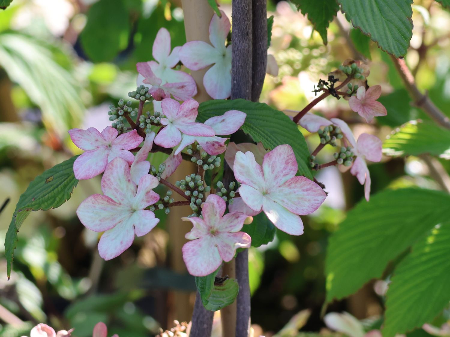 Japanischer Schneeball 'Kilimandjaro Sunrise' - Viburnum plicatum 'Kilimandjaro Sunrise'