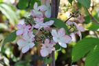 Japanischer Schneeball 'Kilimandjaro Sunrise' - Viburnum plicatum 'Kilimandjaro Sunrise'