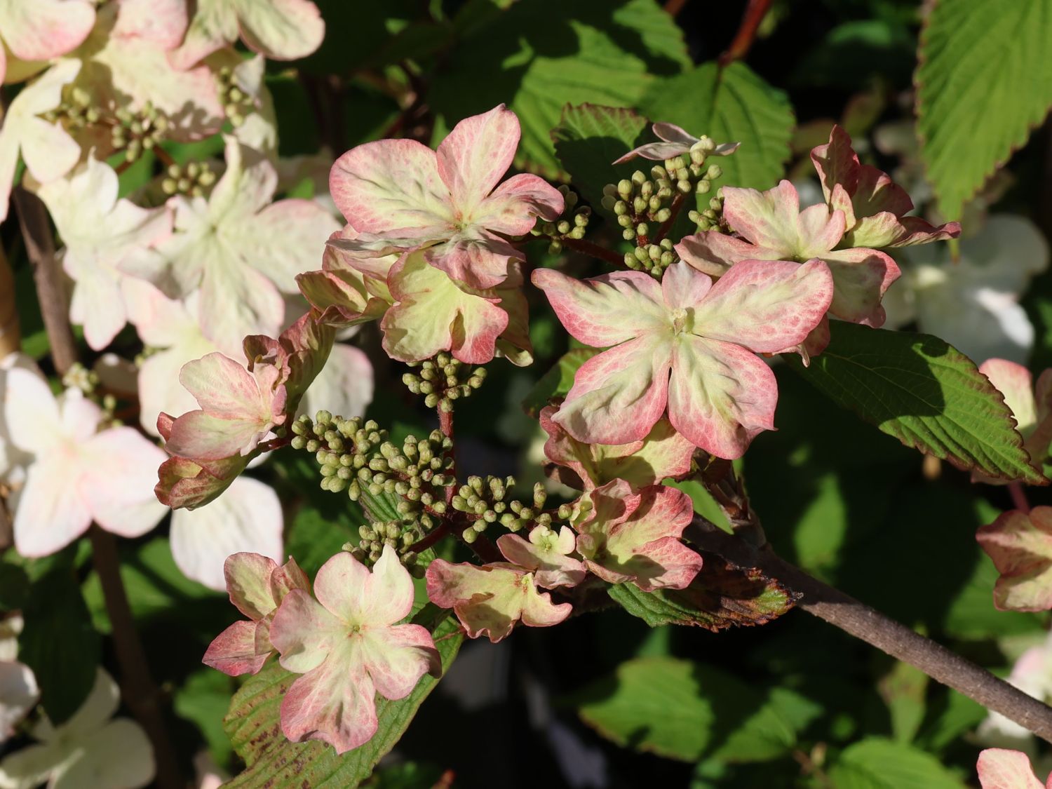 Japanischer Schneeball 'Kilimandjaro Sunrise' - Viburnum plicatum 'Kilimandjaro Sunrise'