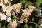 Japanischer Schneeball 'Kilimandjaro Sunrise' - Viburnum plicatum 'Kilimandjaro Sunrise'