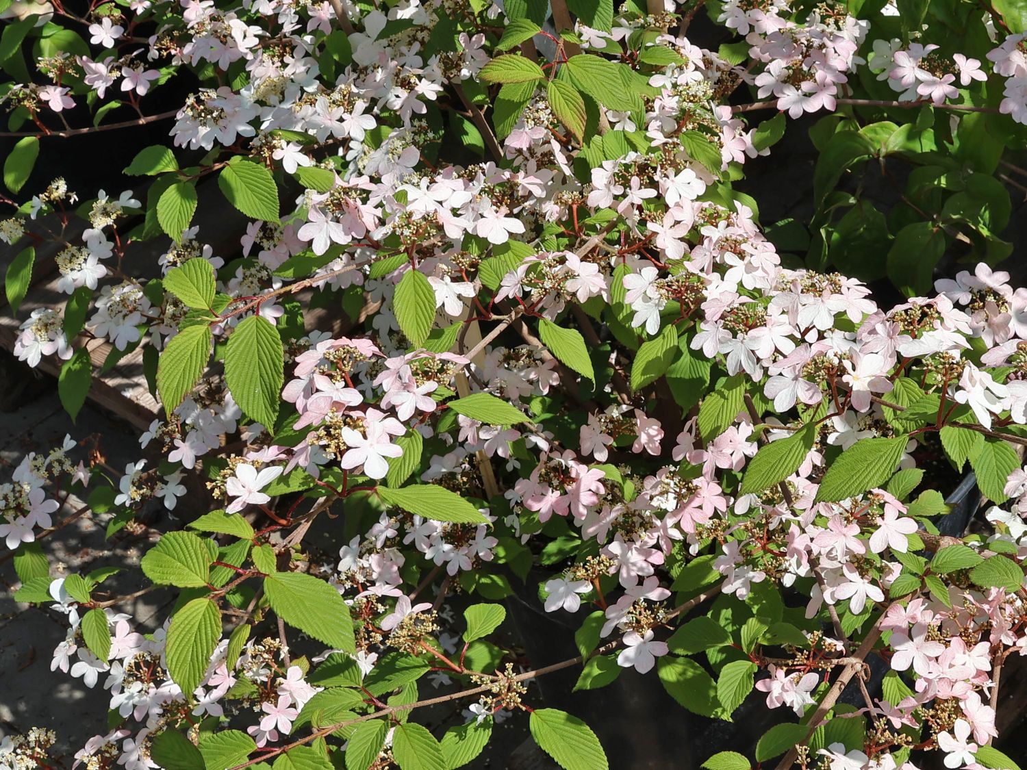 Japanischer Schneeball 'Kilimandjaro Sunrise' - Viburnum plicatum 'Kilimandjaro Sunrise'