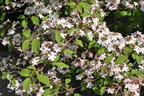 Japanischer Schneeball 'Kilimandjaro Sunrise' - Viburnum plicatum 'Kilimandjaro Sunrise'