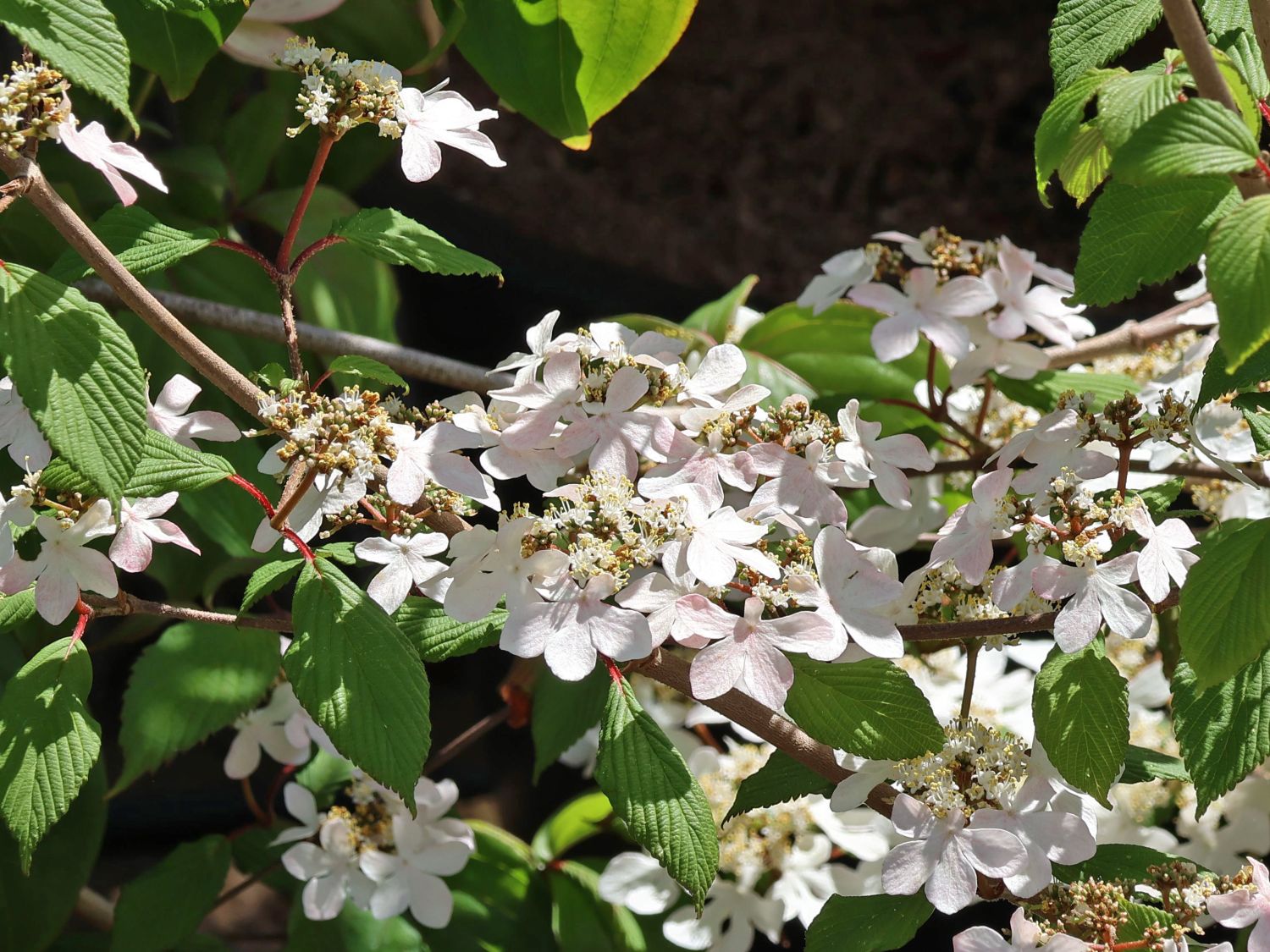 Japanischer Schneeball 'Kilimandjaro Sunrise' - Viburnum plicatum 'Kilimandjaro Sunrise'