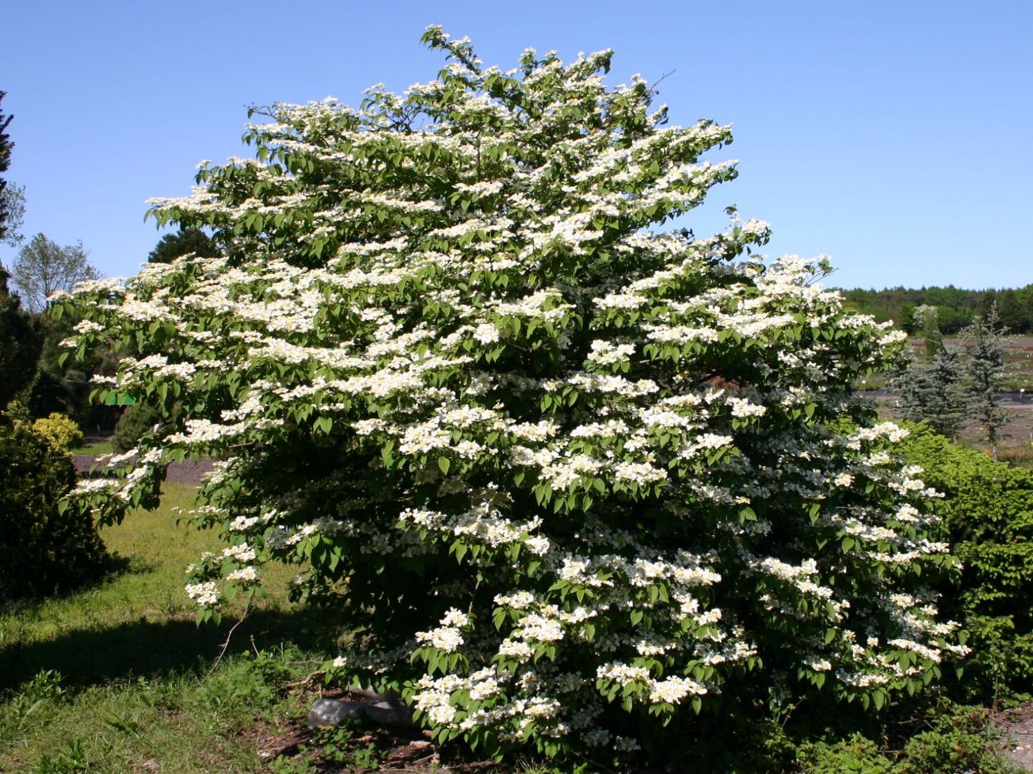 Japanischer Schneeball 'Mariesii'