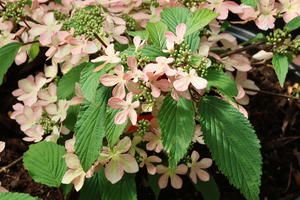 Japanischer Schneeball 'Molly Schroeder'