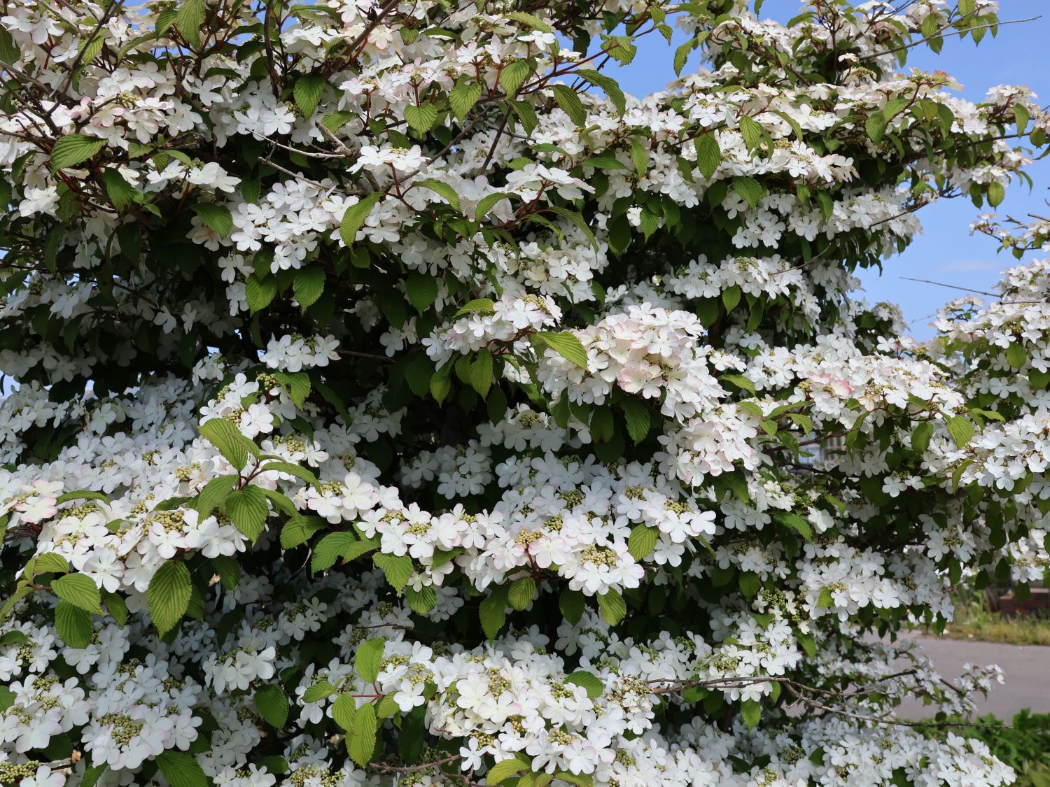 Japanischer Schneeball 'Pink Beauty'