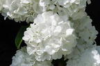 Japanischer Schneeball 'Popcorn' - Viburnum plicatum 'Popcorn'