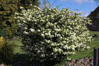 Japanischer Schneeball 'Popcorn' - Viburnum plicatum 'Popcorn'