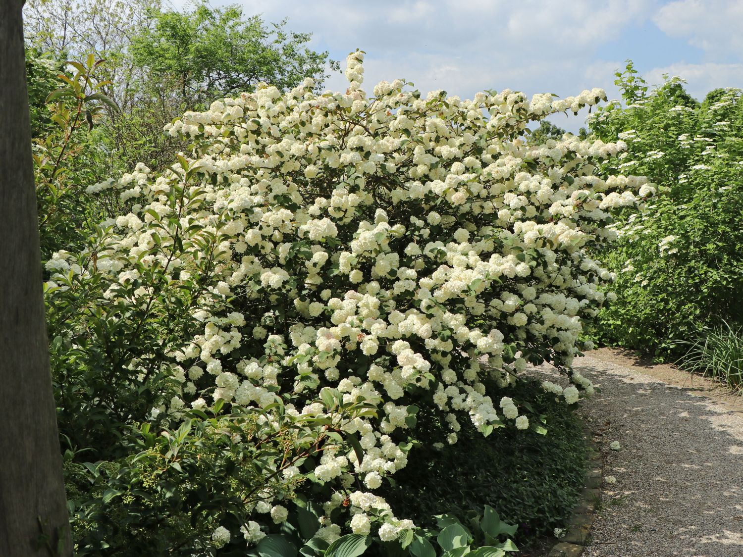 Japanischer Schneeball 'Rotundifolium'