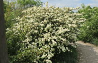 Japanischer Schneeball 'Rotundifolium'