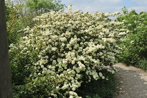 Japanischer Schneeball 'Rotundifolium'