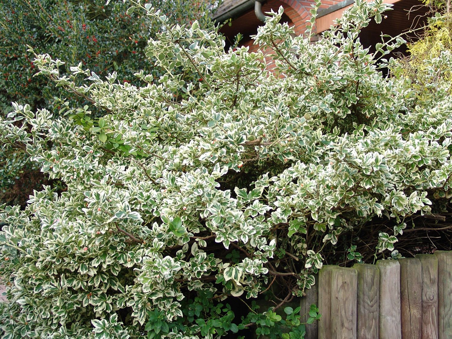 Spindelbaumartige (Celastrales)