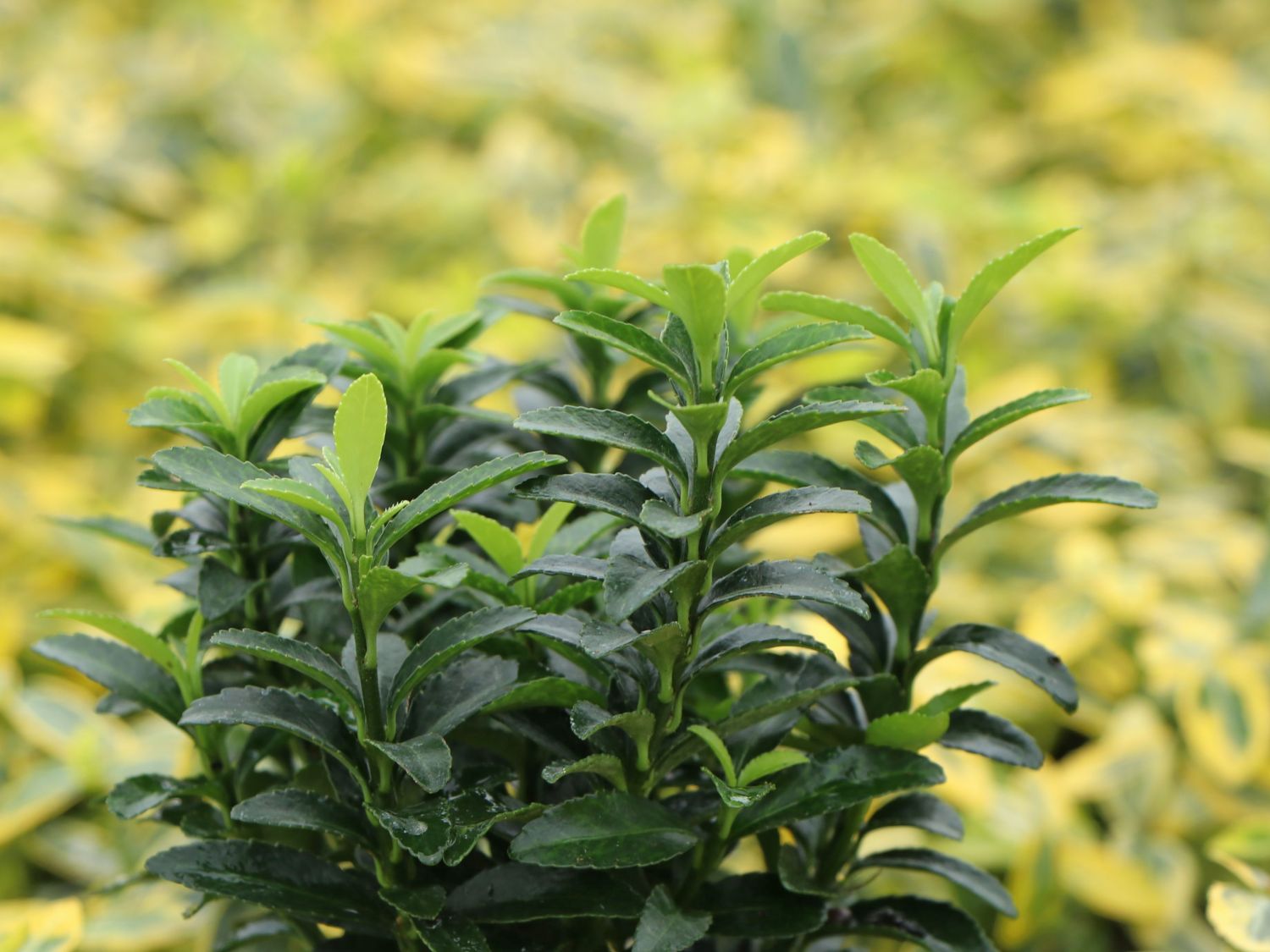 Japanischer Spindelstrauch / Kriechspindel 'Green Empire' ®