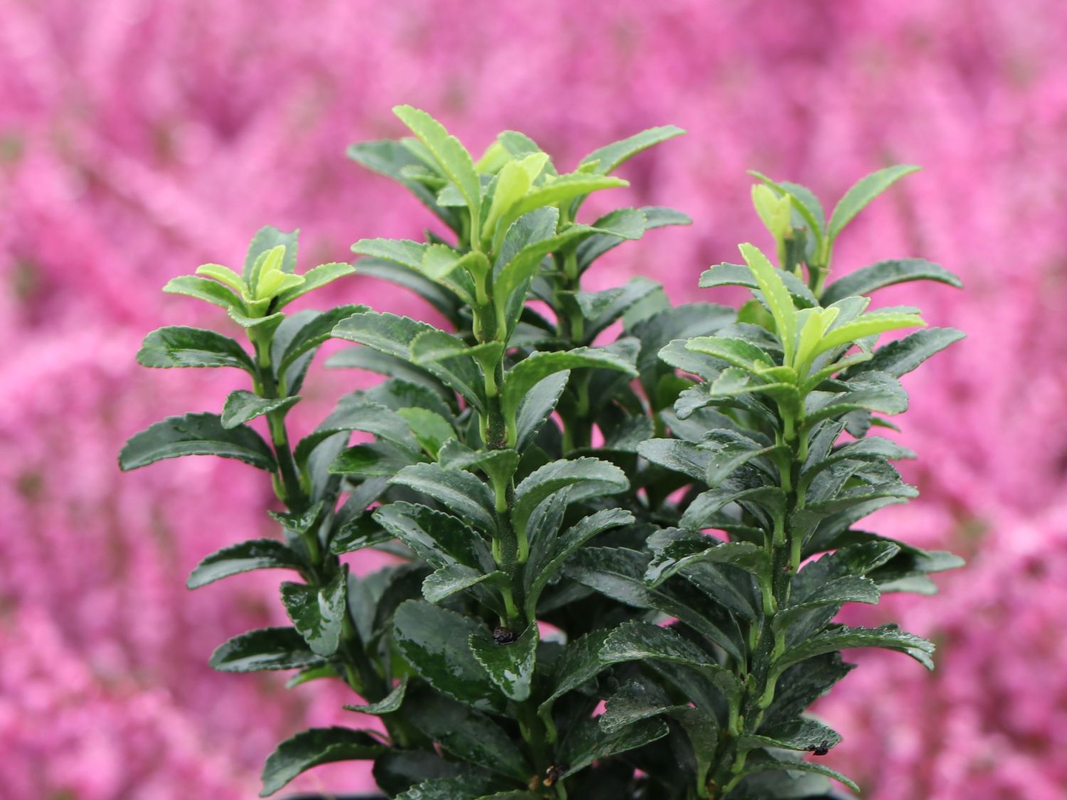 Japanischer Spindelstrauch / Kriechspindel 'Green Empire' ® - Euonymus japonicus 'Green Empire' ®