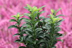 Japanischer Spindelstrauch / Kriechspindel 'Green Empire' ® - Euonymus japonicus 'Green Empire' ®