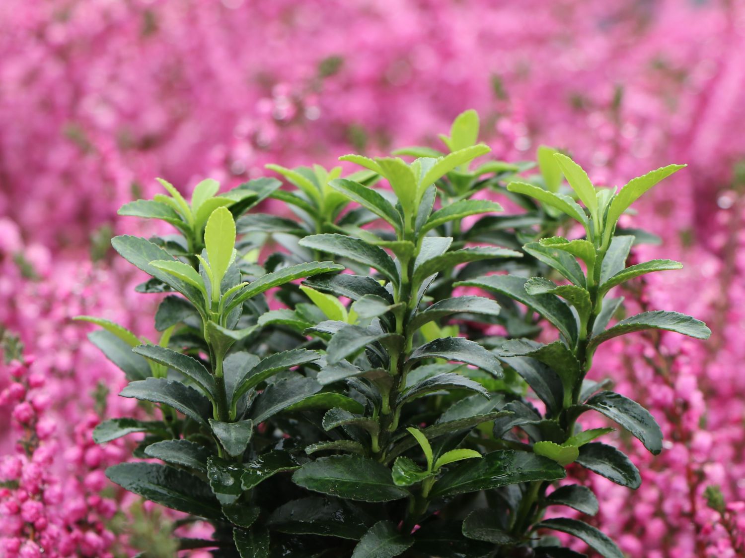 Japanischer Spindelstrauch / Kriechspindel 'Green Empire' ® - Euonymus japonicus 'Green Empire' ®