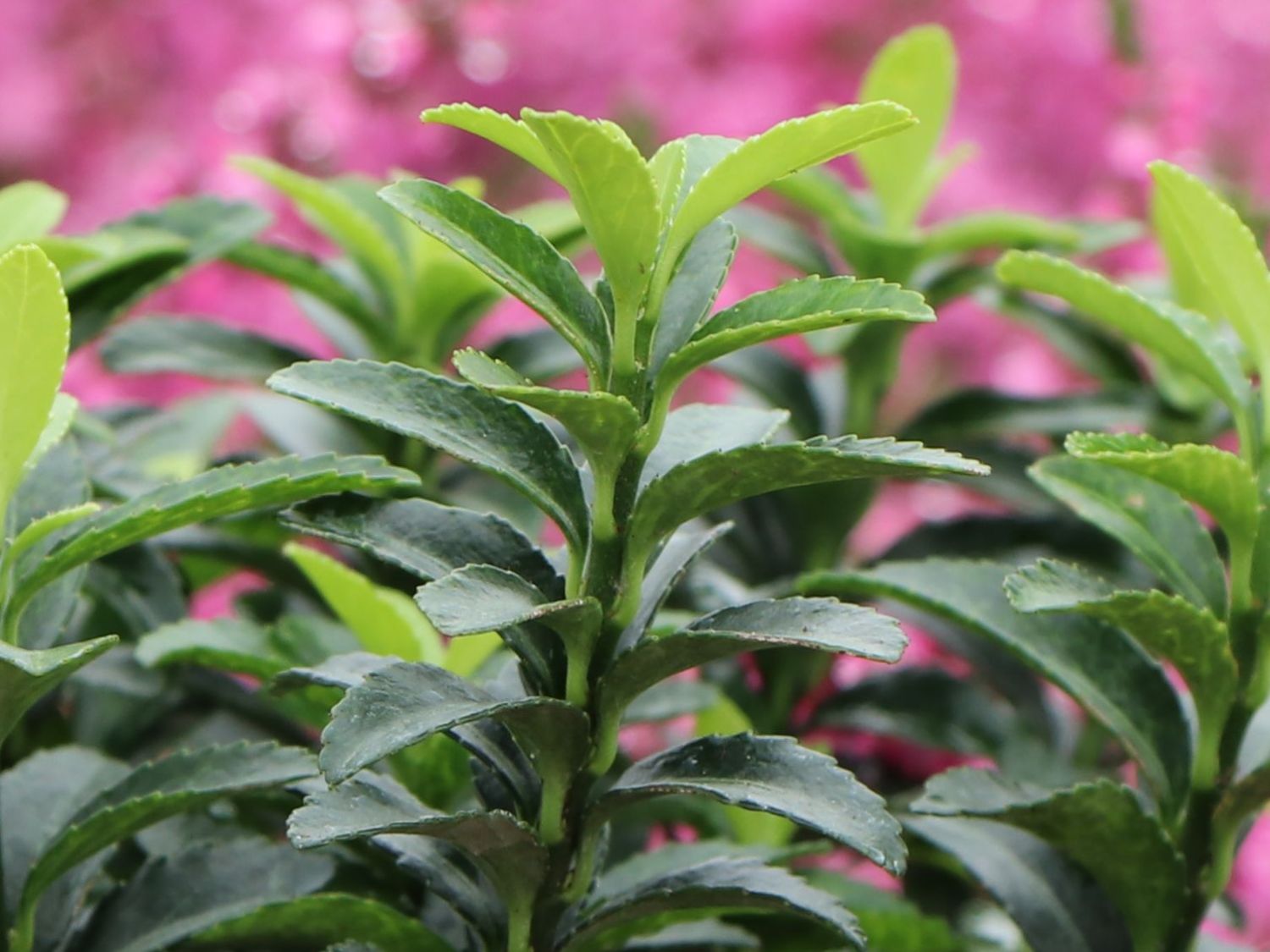 Japanischer Spindelstrauch / Kriechspindel 'Green Empire' ® - Euonymus japonicus 'Green Empire' ®