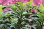 Japanischer Spindelstrauch / Kriechspindel 'Green Empire' ® - Euonymus japonicus 'Green Empire' ®