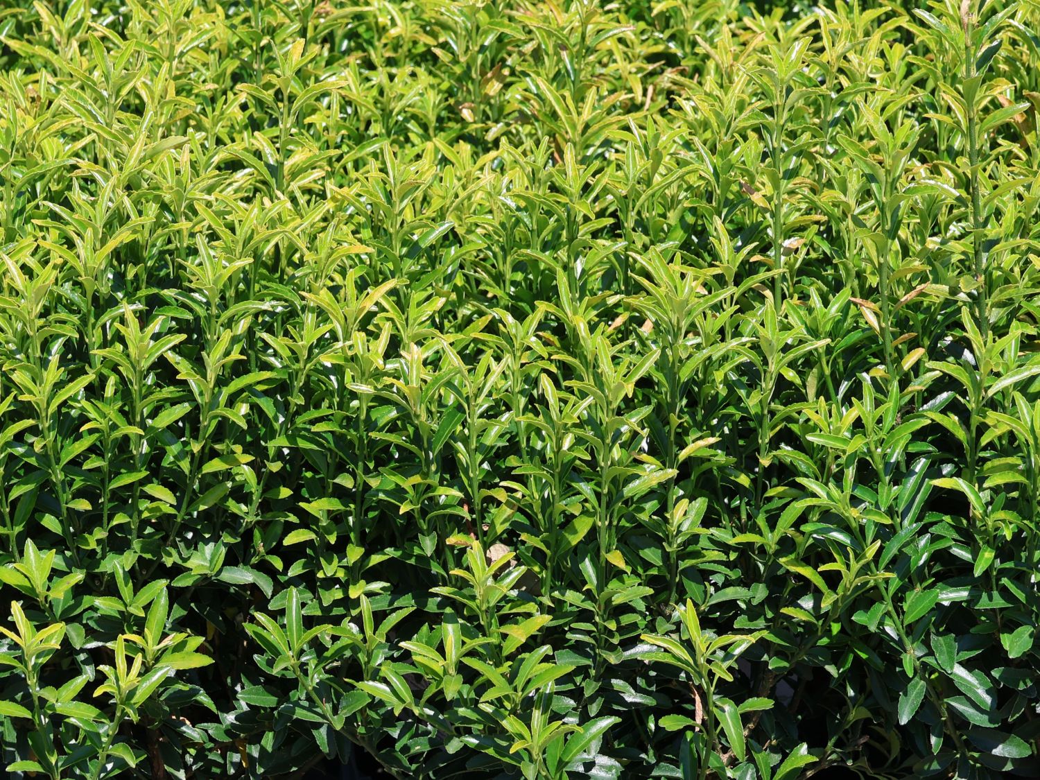 Japanischer Spindelstrauch / Kriechspindel 'Green Empire' ® - Euonymus japonicus 'Green Empire' ®