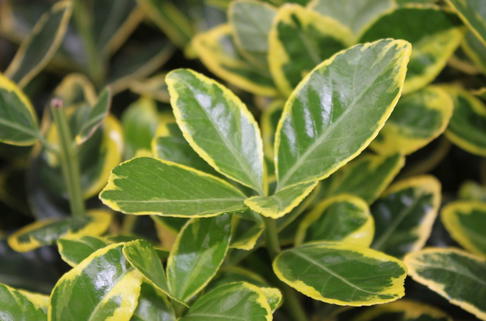 Japanischer Spindelstrauch 'Marieke' - Euonymus japonicus 'Marieke'