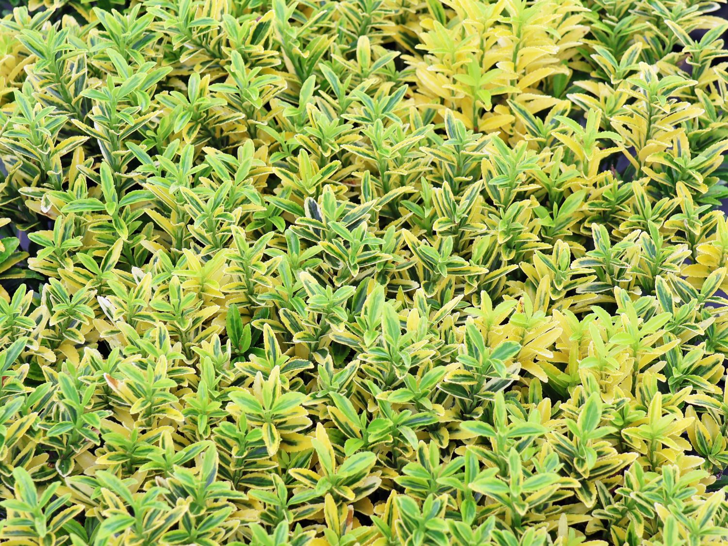 Japanischer Spindelstrauch 'Microphyllus Gold'