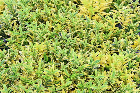 Japanischer Spindelstrauch 'Microphyllus Gold' - Euonymus japonicus 'Microphyllus Gold'