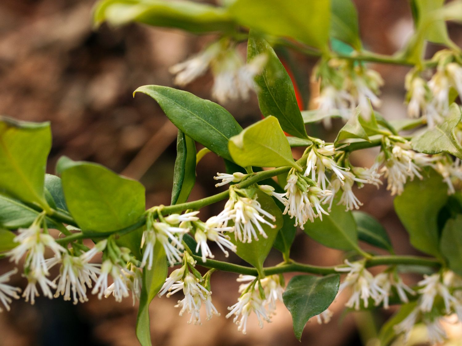 Sternanisartige (Austrobaileyales)