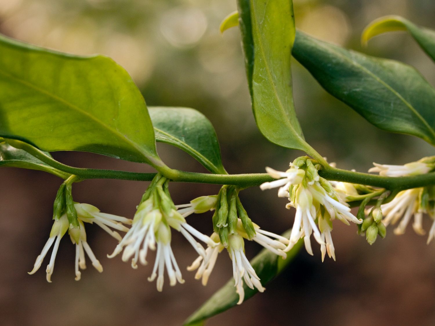 Sternanis (Illicium)
