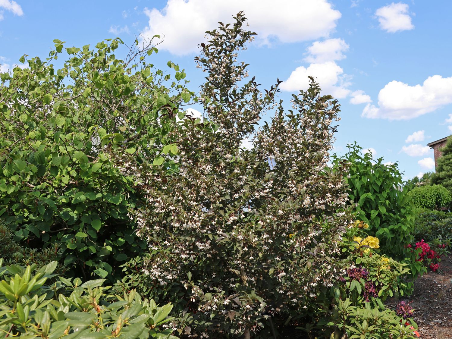 Japanischer Storaxbaum 'Evening Light'