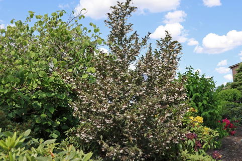 Japanischer Storaxbaum 'Evening Light' - Styrax japonica 'Evening Light'
